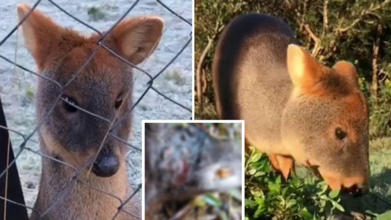 “Daño irreparable”: Denuncian muerte de dos pudúes tras ataque de perro en centro de conservación en Chiloé