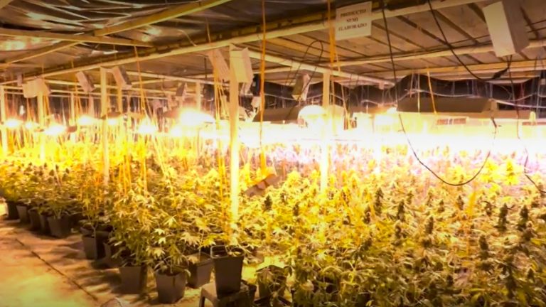 Mafia china: Usan Chile para cultivar gigantescas plantaciones industriales de marihuana