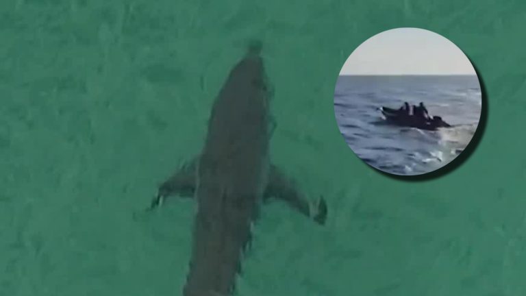 Pescador fue mordido por tiburón en Iquique: ¿Es normal su presencia en costas chilenas?