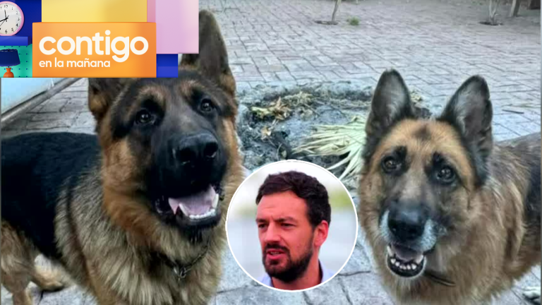 Alcalde Vodanovic denunció que envenenaron a sus perros: ambas mascotas murieron