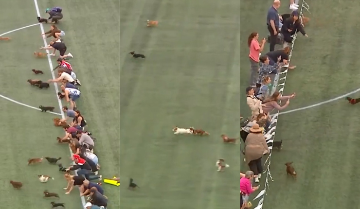 ¡Partieron! La espectacular carrera de perros que se dio durante la liga de fútbol en Canadá