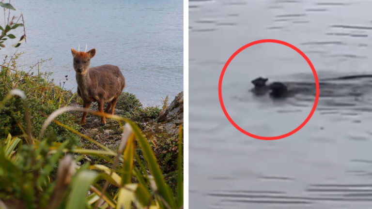 Nuevo ataque a pudú en Chiloé: Video muestra a perro persiguiendo a un ejemplar en el lago