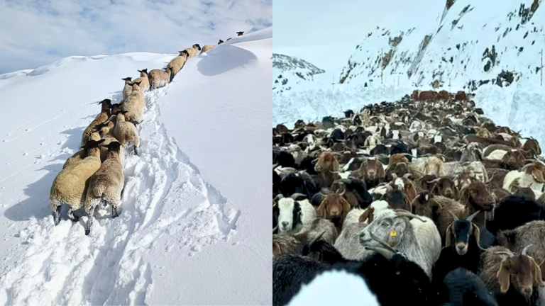 Llevan 10 días: Arrieros del Maule piden ayuda por ganado atrapado en la cordillera