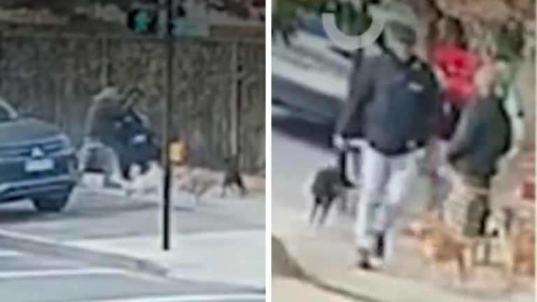 Dramático registro: Madre e hijo sufrieron ataque de 13 perros en Buin