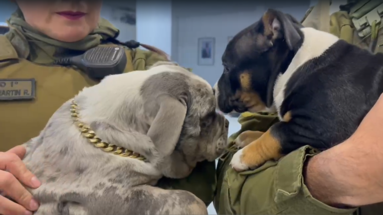 ¿Quién era su dueño? Lo que se sabe de perros encontrados en operativo por robo en Conchalí