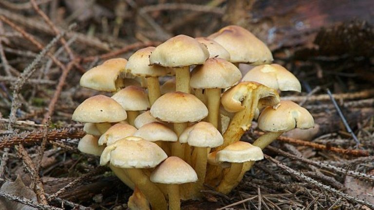 Una persona falleció y tres están en riesgo vital tras consumir hongos venenosos en La Araucanía