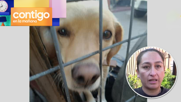 Conflicto por Luna: Familia denuncia que su perro está secuestrado por vecino