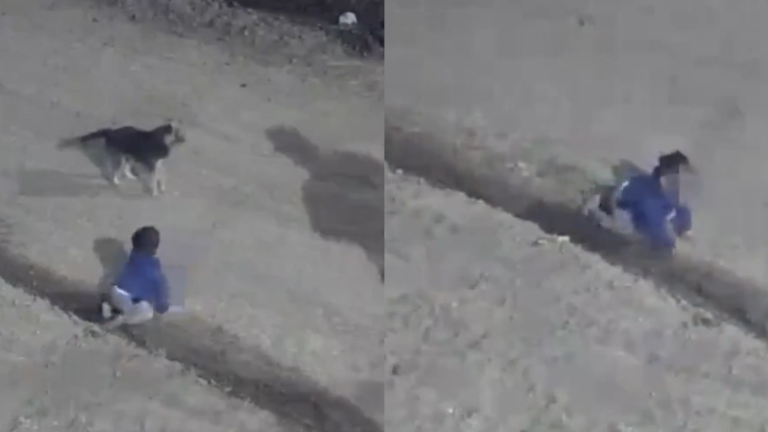 Encontraron a guagua de madrugada en la calle acompañada de su perro: Se escapó mientras sus padres dormían