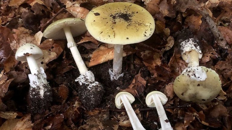 Hongo de la muerte cobra segunda víctima en La Araucanía: Padre e hijo estaban graves tras comerlo