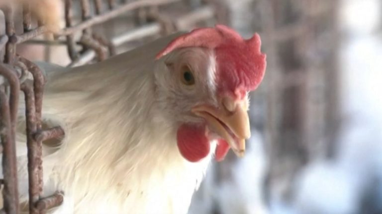 OMS confirma en México la primera muerte humana por gripe aviar en el mundo