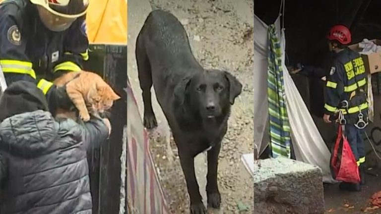 ¡Heroico rescate! Perros y gatos fueron salvados desde Río Mapocho tras intensas lluvias en la RM