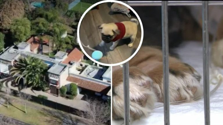 Hombre es acusado de vender perros enfermos en criadero ilegal: Cambia constantemente su identidad y locación