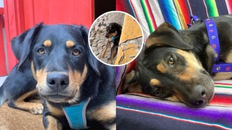 Perritos rescatados del Río Mapocho buscan familia: “Con las lluvias se los iba a llevar el río”