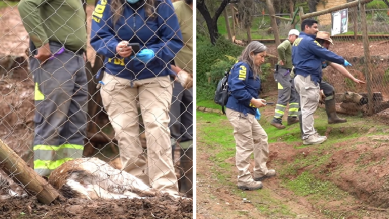 Trágico ataque en EcoParque de Quilpué: Investigan muerte de 20 ciervos y dos pavos reales