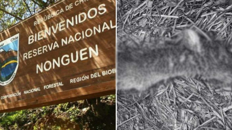 Conaf reporta nueva muerte de pudú por ataque de perros en parque nacional del Biobío