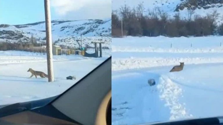 Adorables imágenes: Captan tierno encuentro entre zorro culpeo y chingue en la Patagonia