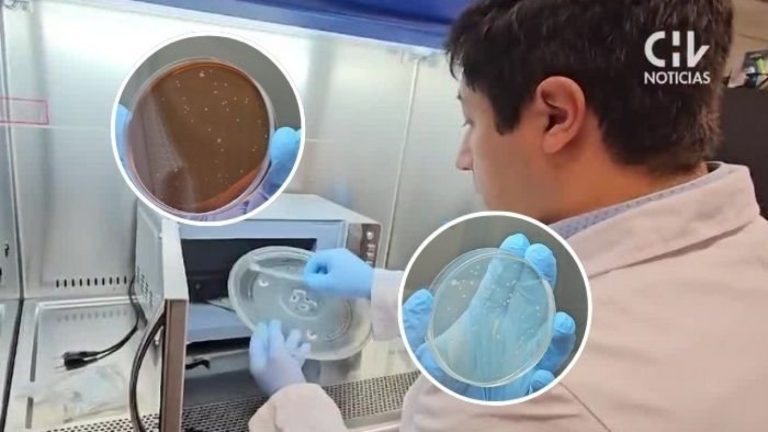 De hongos a coliformes: Esto puede pasar con tu comida (y salud) si no limpias bien el microondas