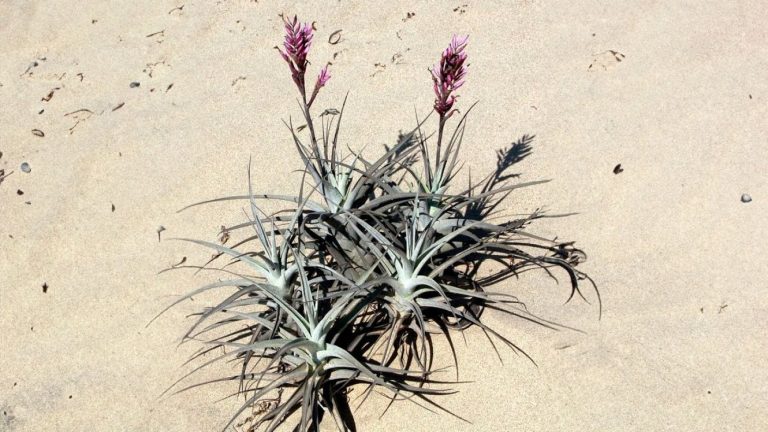 El importante descubrimiento de científicos chilenos sobre el Clavel del Aire en desierto de Atacama