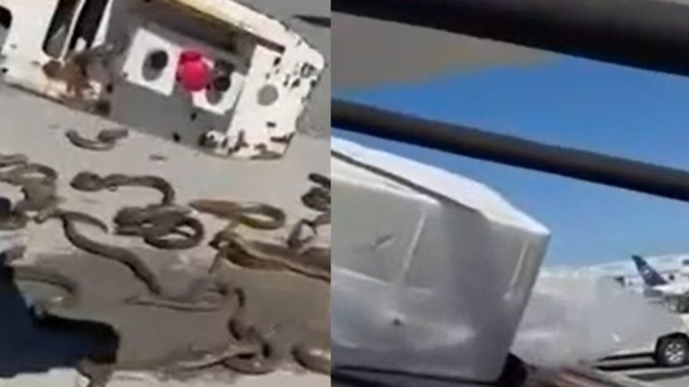 Caja repleta de anguilas causó caos entre funcionarios de aeropuerto en Canadá