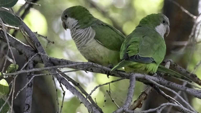 Detectan peligrosa y letal bacteria en cotorra argentina: Entregan importantes recomendaciones