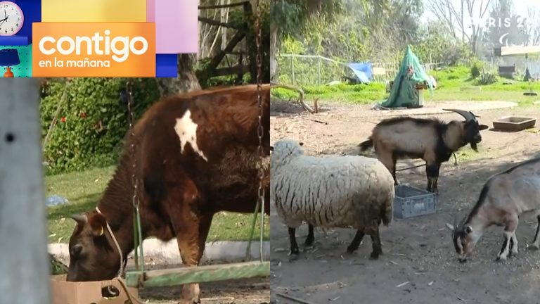 Denuncian supuesto maltrato: Mujer se tomó una plaza y la convirtió en un granja en Estación Central