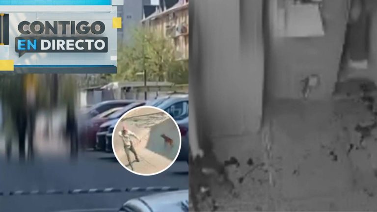 Tres pitbull atacaron a adulta mayor: Lo que se sabe del brutal suceso que conmociona a Pudahuel