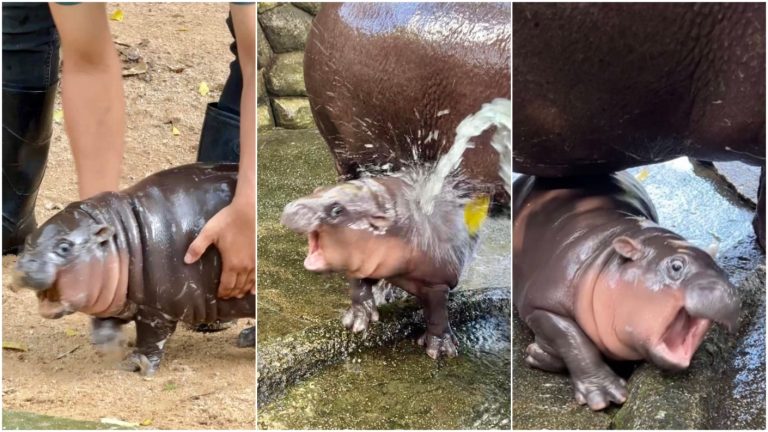 Moo Deng: El carismático hipopótamo pigmeo bebé que arrasa en redes y es furor mundial