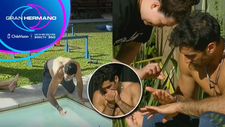 La odisea de Pedro para salvar a una abeja ahogada en GH: “Va a reaccionar”