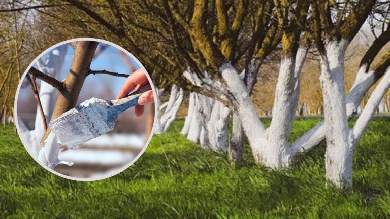 Misterio develado: ¿Por qué algunos árboles se pintan de blanco?