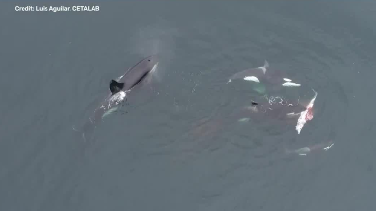 ¡Nunca antes visto! Captan por primera vez a orcas cazando delfines en el norte de Chile