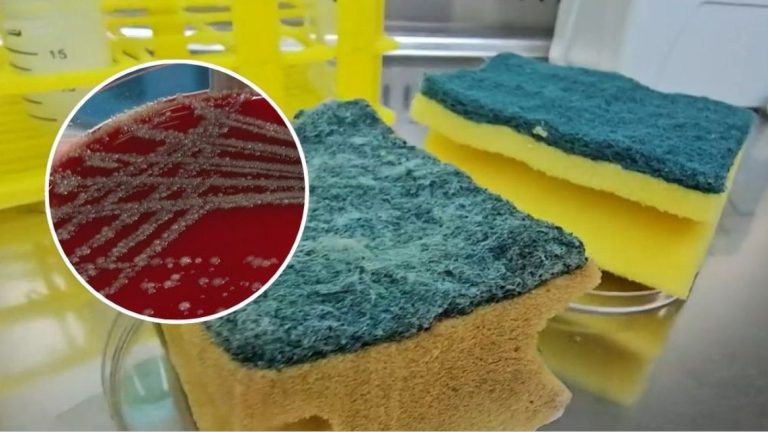 ¿Aliadas o enemigas? Pusimos a prueba las esponjas de cocina y su resultado alertó a expertos