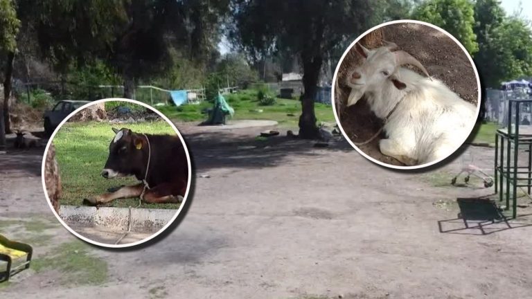 Desde gansos hasta un toro: Vecina de Estación Central tiene su propia granja de animales en una plaza