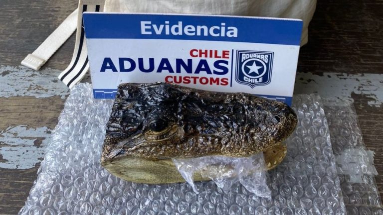 Espeluznante hallazgo: Encontraron cabeza de yacaré en mochila de turista en Chile