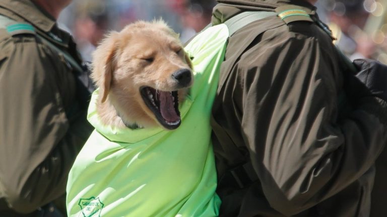 Adorables: Estos son los 16 cachorros que se robaron las miradas en la Parada Militar 2024