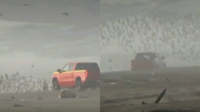 Denuncian a conductor por atropello de aves y sus nidos en playa de Valparaíso