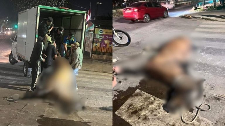 Grave denuncia de maltrato animal: Yegua murió ahorcada tras realizar paseos en Renca