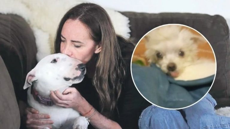 Habla dueña de bull terrier que mató a perro de vecino en Vitacura: “Me trataron de asesina”
