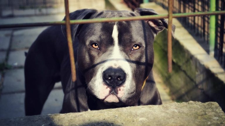 Tragedia en Vallenar: Niña de 1 año y ocho meses murió tras ser atacada por pitbull