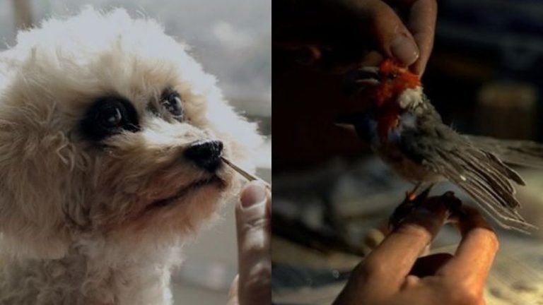 Otra Piel: Documental chileno muestra el oficio para no olvidar a un animal después de su muerte