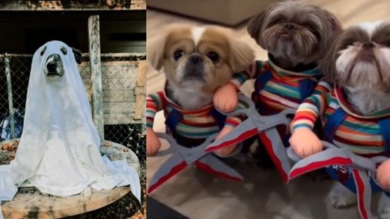 3 ideas de disfraces para tus mascotas en Halloween que son virales en redes sociales