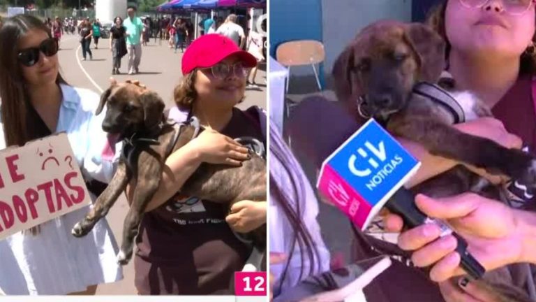 “¿Me adoptas?”: Perrito busca un hogar en la mesa 484 del Estadio Nacional