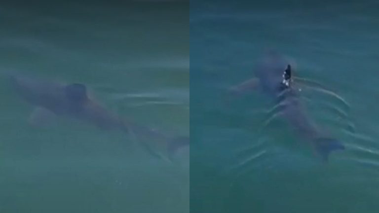 Residentes están asombrados: Insólito registro de tiburón en costa chilena