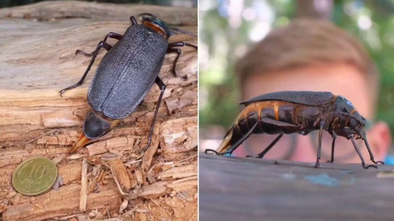 ¡Emocionante noticia! Escarabajo más grande de Chile reaparece en Viña tras incendios forestales
