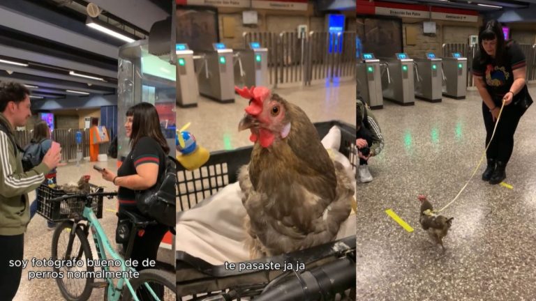 Joven captó a gallina de mascota en el Metro y se hizo viral: “Le dicen ‘foto’ y pesca altiro”