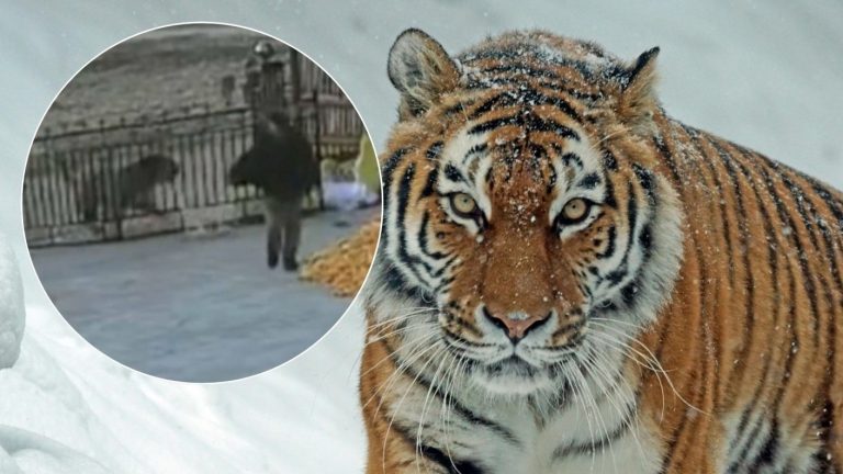 VIDEO | Granjero se salvó de milagro de ser devorado por un tigre siberiano en China