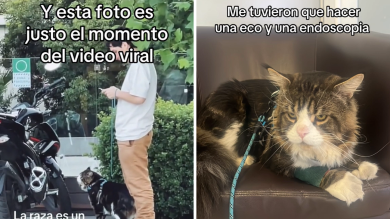 Revelan complejo momento del gato “gigante” que se viralizó en Vitacura: “Estuve dopado”