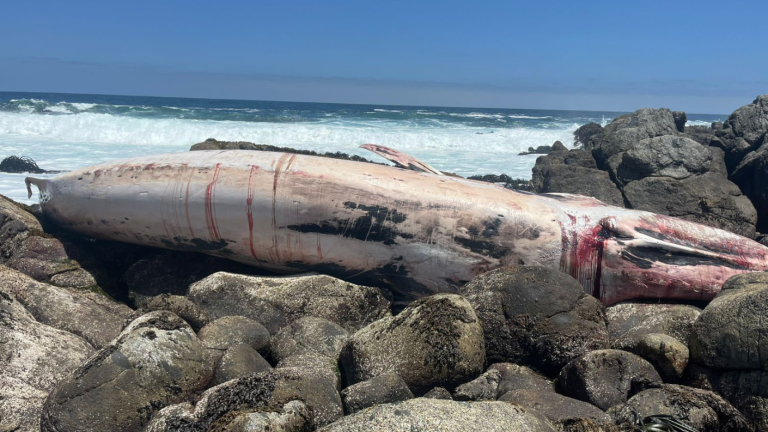Encuentran ballena muerta en playa de Isla Negra y se presume ataque de tiburones