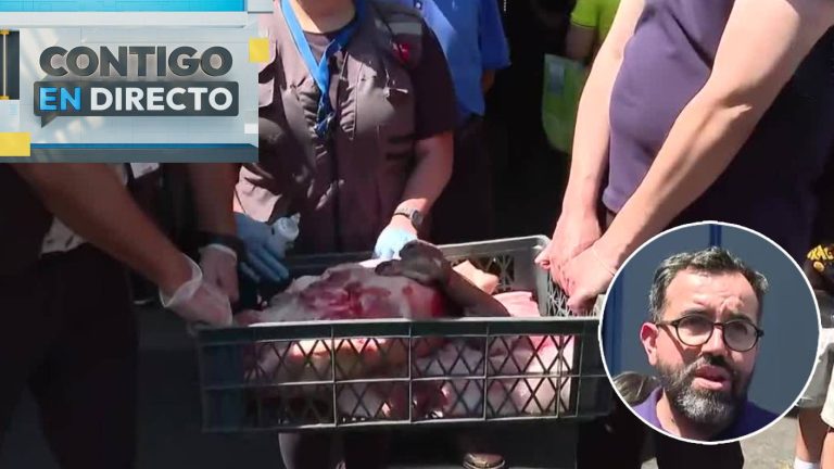 Fiscalización en carnicerías de la Vega chica por Año Nuevo dejó decomiso de 60 kilos de carne
