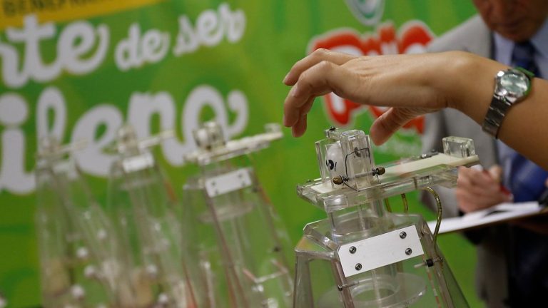 La Suerte en Chile tiene nuevos ganadores: Revisa acá si tu RUT fue premiado este miércoles