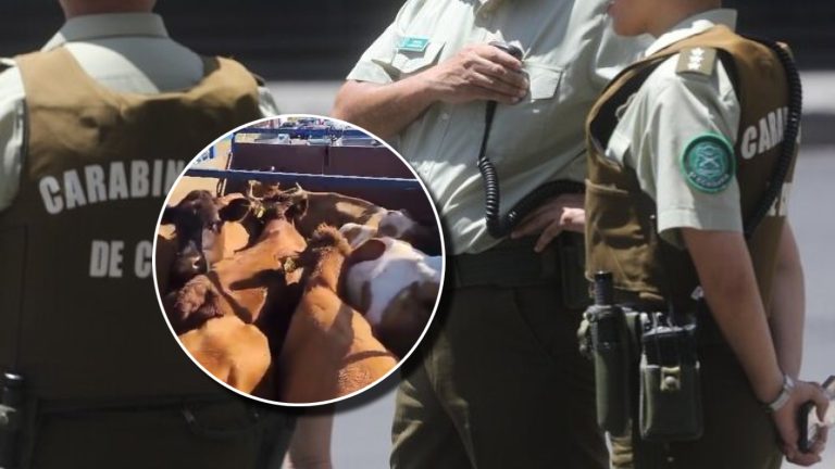 Carabineros recuperó camión robado con once vacas en su interior en Cerrillos